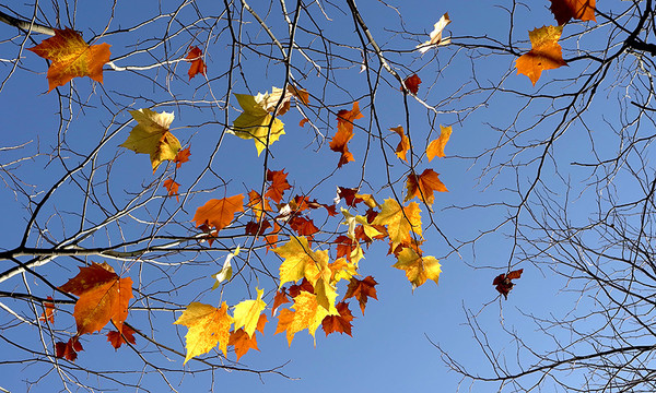 *가을 날, 오동잎이 떨어지는 색색이 아름다움을 카메라에 담았다.