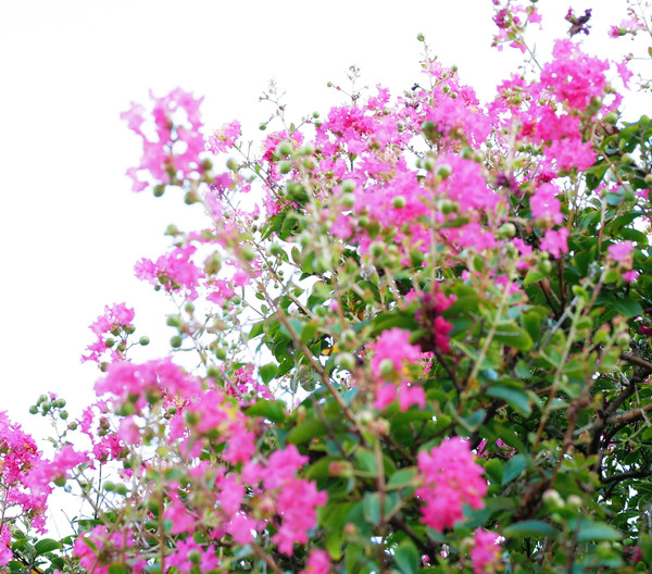 *범어사 경내 백일홍이 꽃을 피워 100일간 지고 피고 아름다움을 나타냅니다.