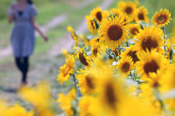 권력따라 기웃거리는 사람들 처럼, 해바라기도 해를 따라 고개를 돌린다.