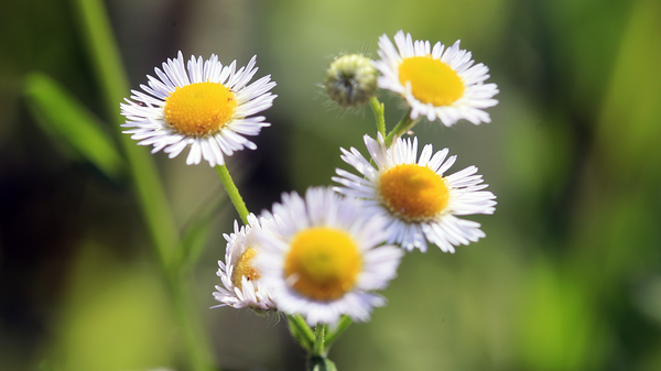여름꽃, 여름이 지나면 소리없이 사라진다.사진 금정신문)