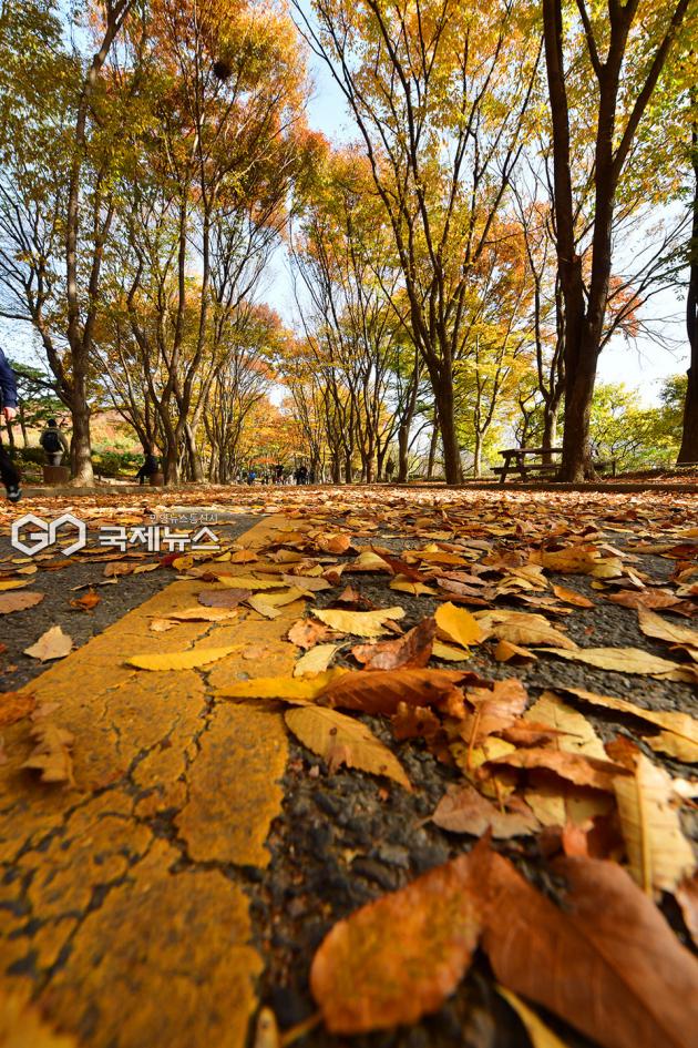 인천시 장수동 은행나무 금빛 이루며 단풍 절정 이뤄 (사진=안희영 기자)